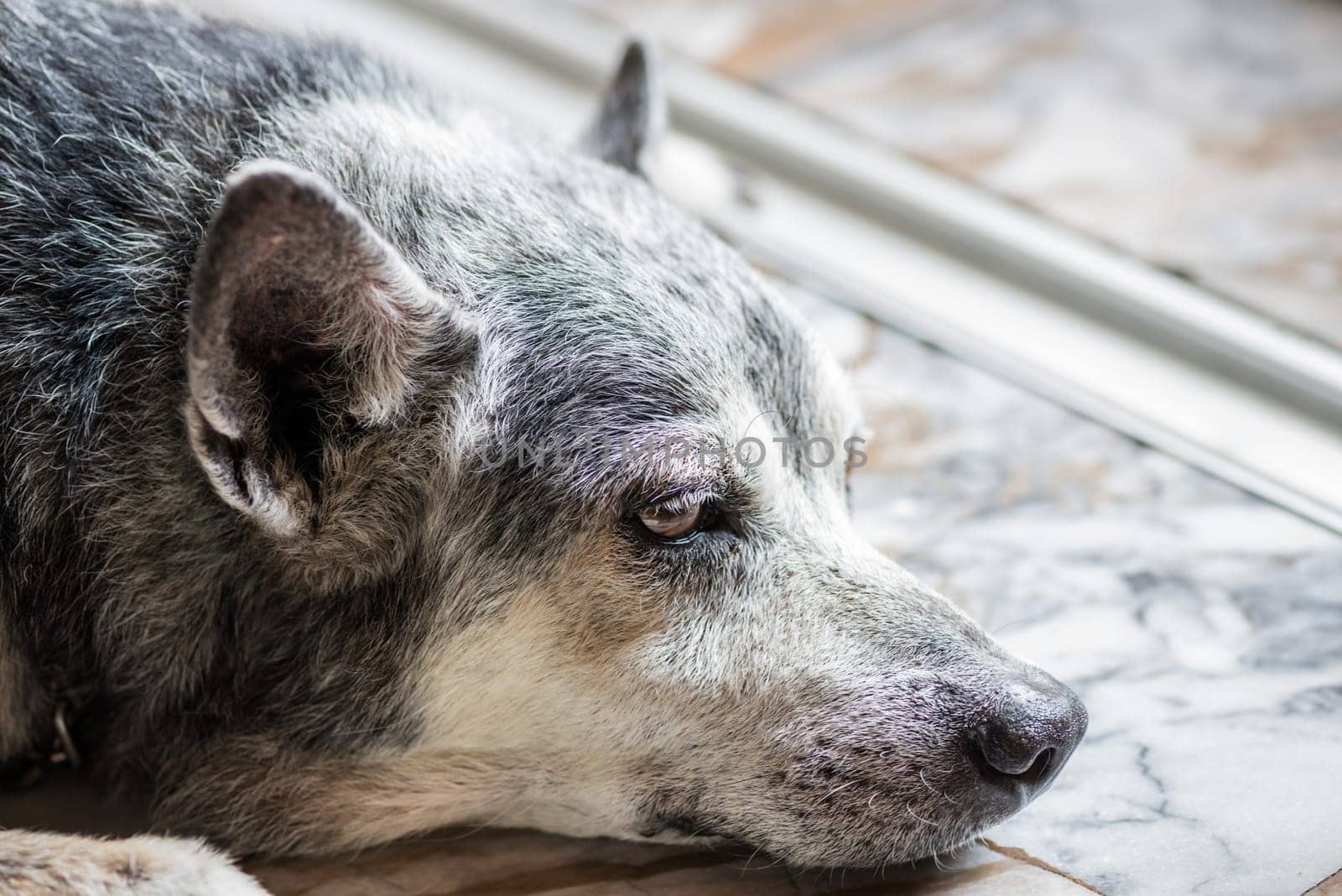 Old dog close up resting on a marble floor indoors
