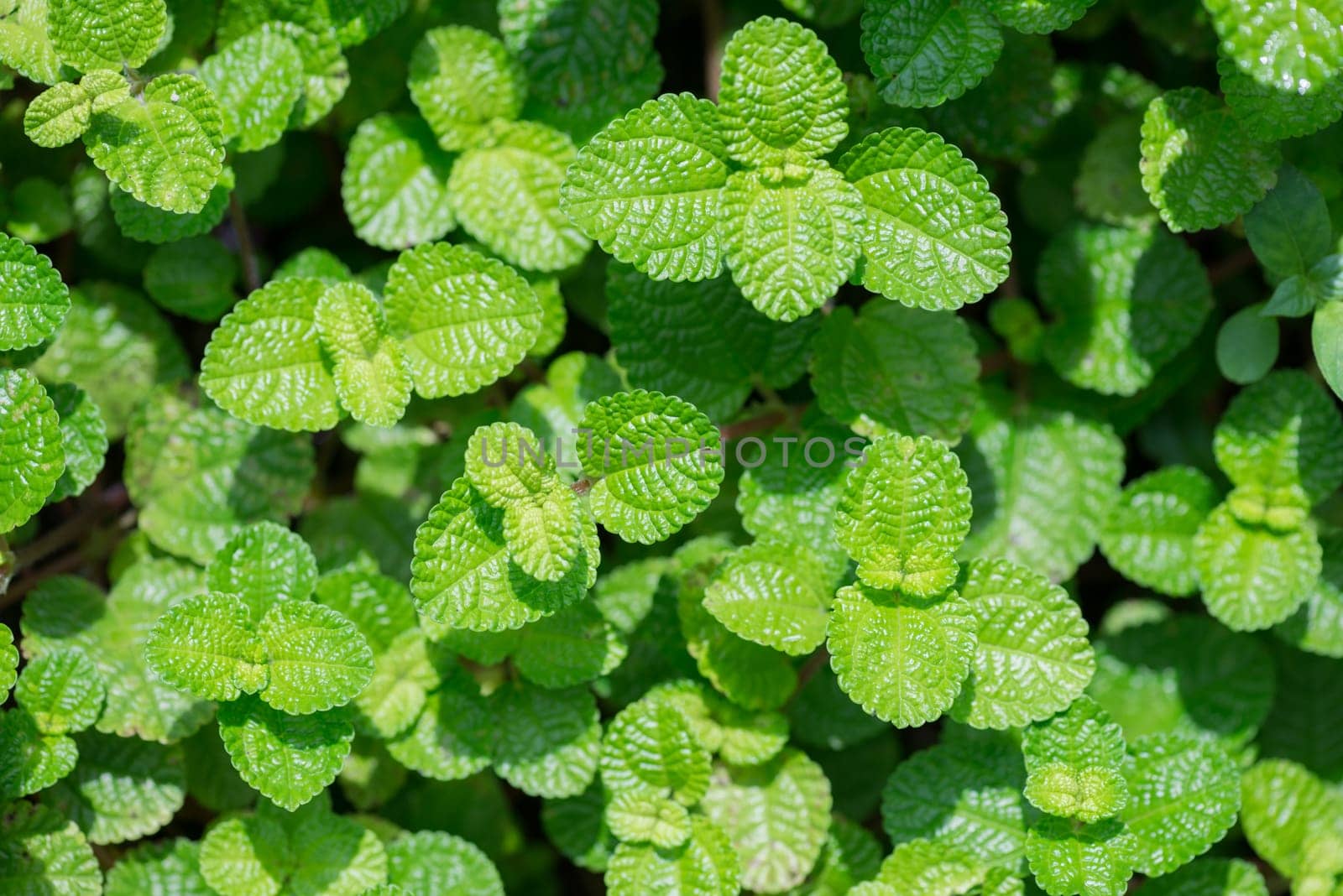 Creeping Charlie or Pilea Nummulariifolia leaves background