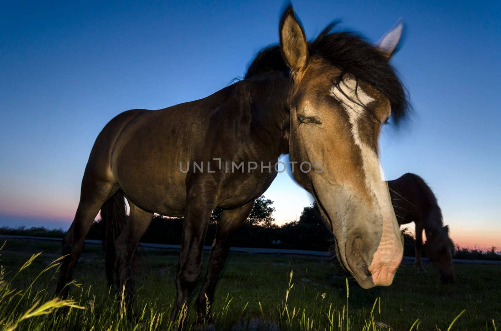 closeup of a horse at sunset in the mountains