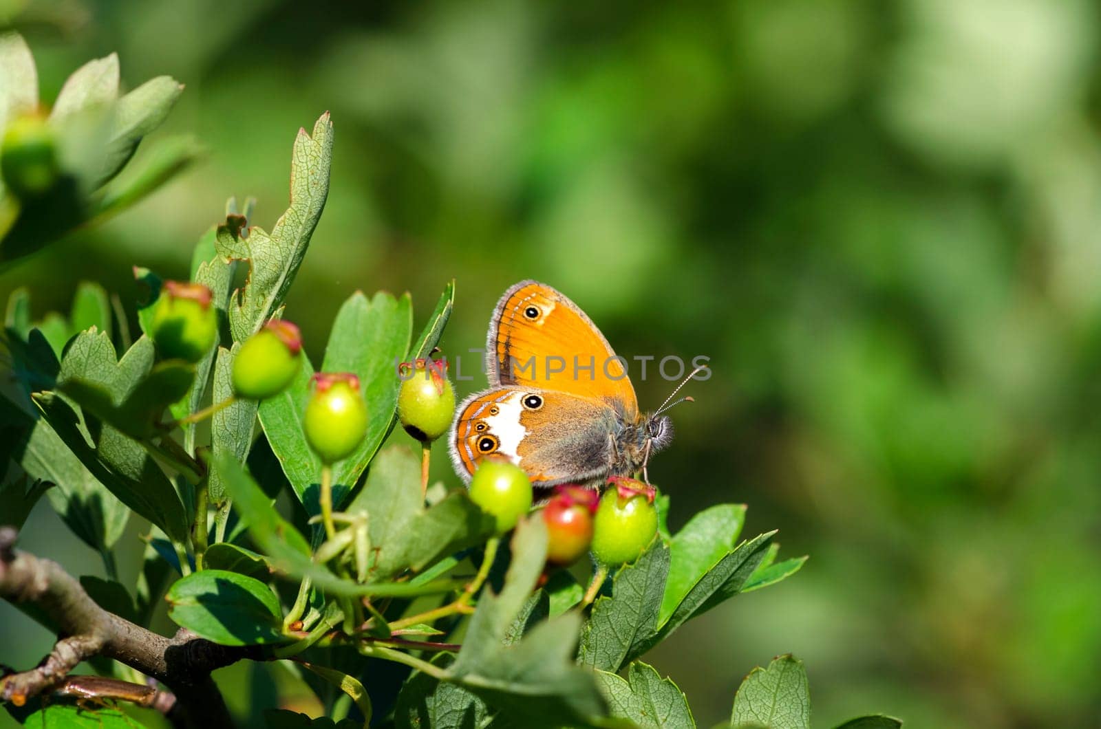orange butterfly among the berries in Genoa