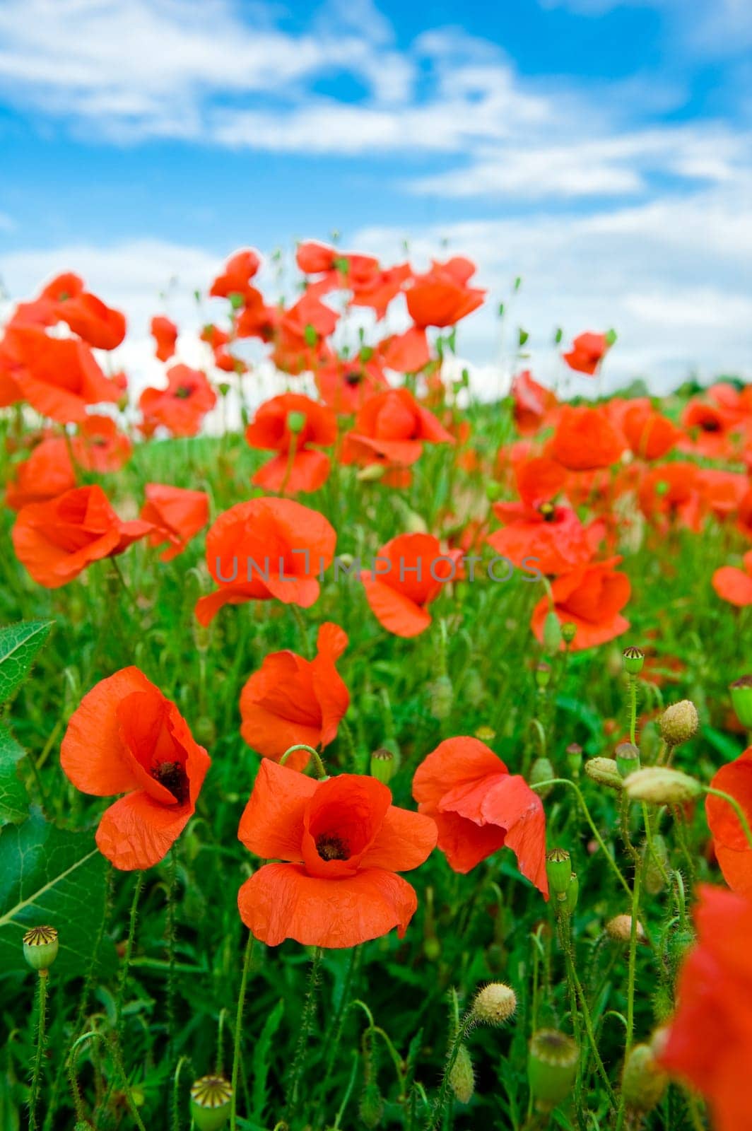 Poppy