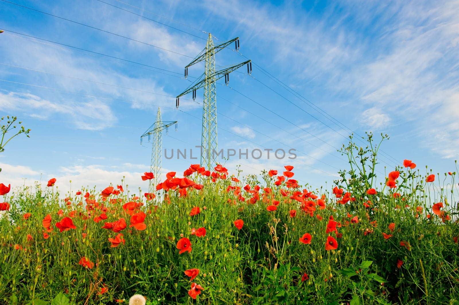 poppy in front of electrical tower