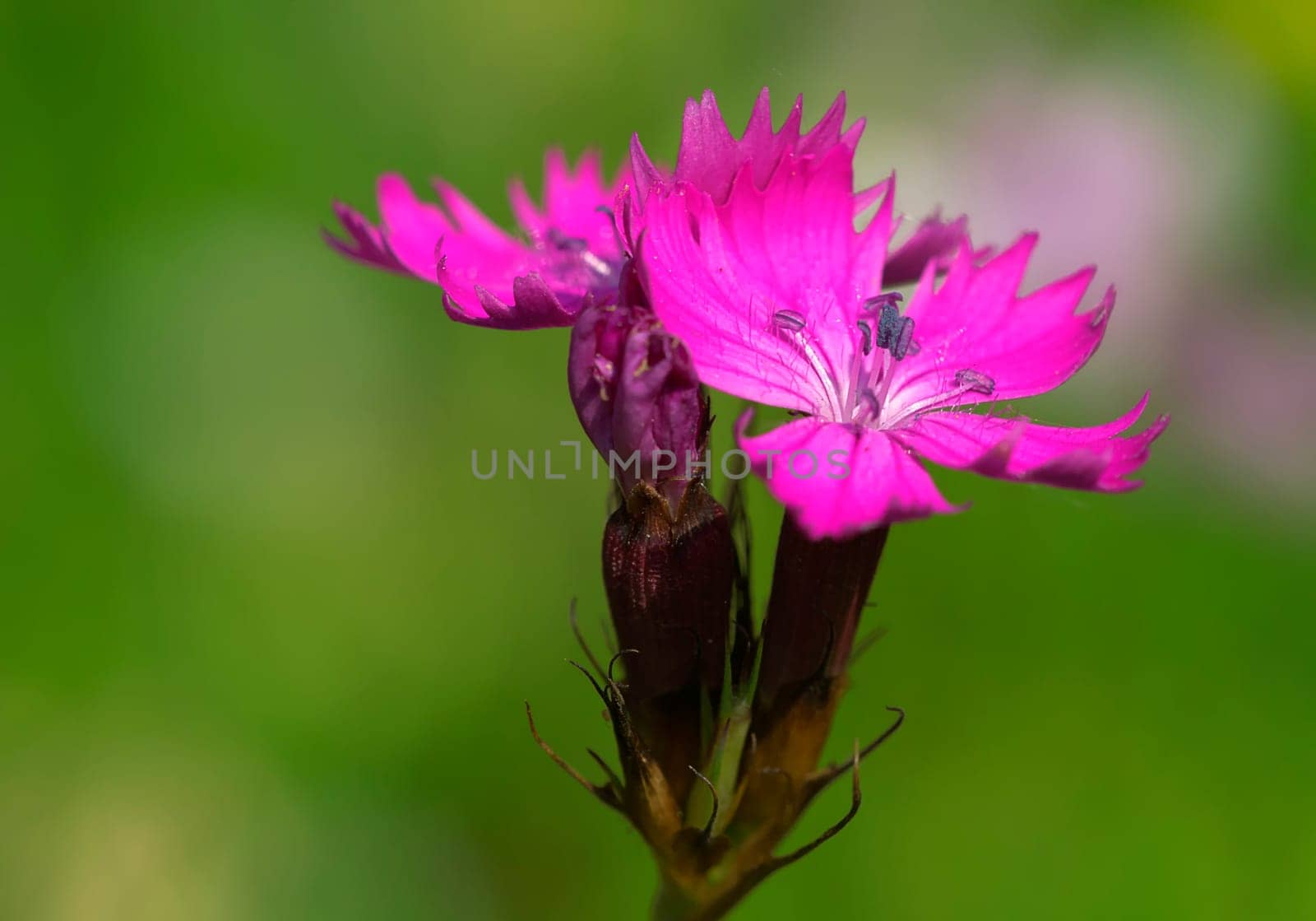 Carthusian Carnation