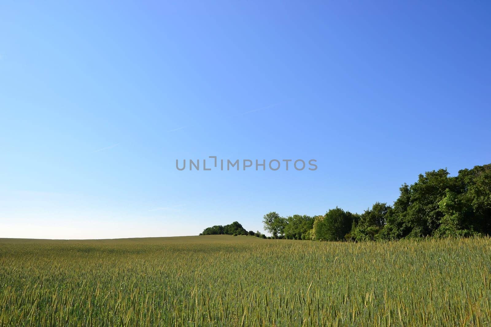 Grain field with trees