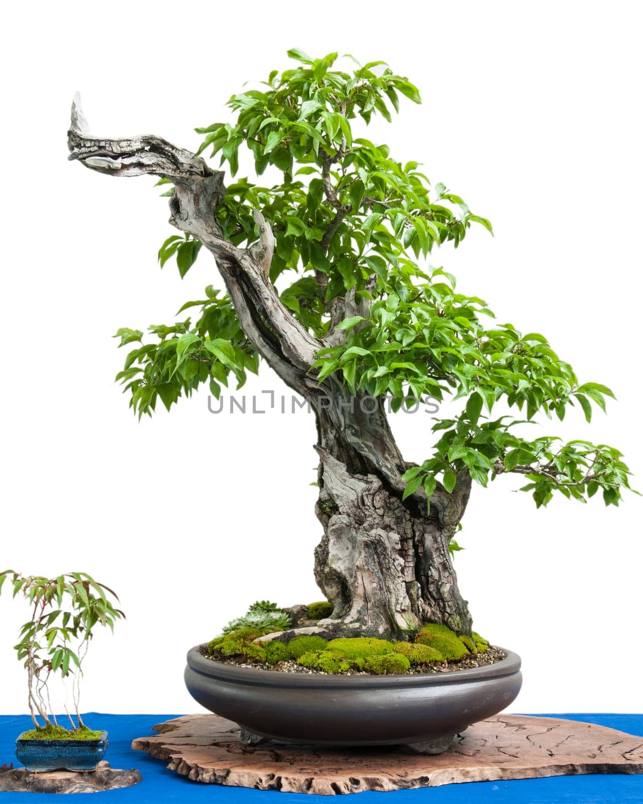 Cutter Cornelian cherry (Cornus mas) as Asian art Bonsai tree