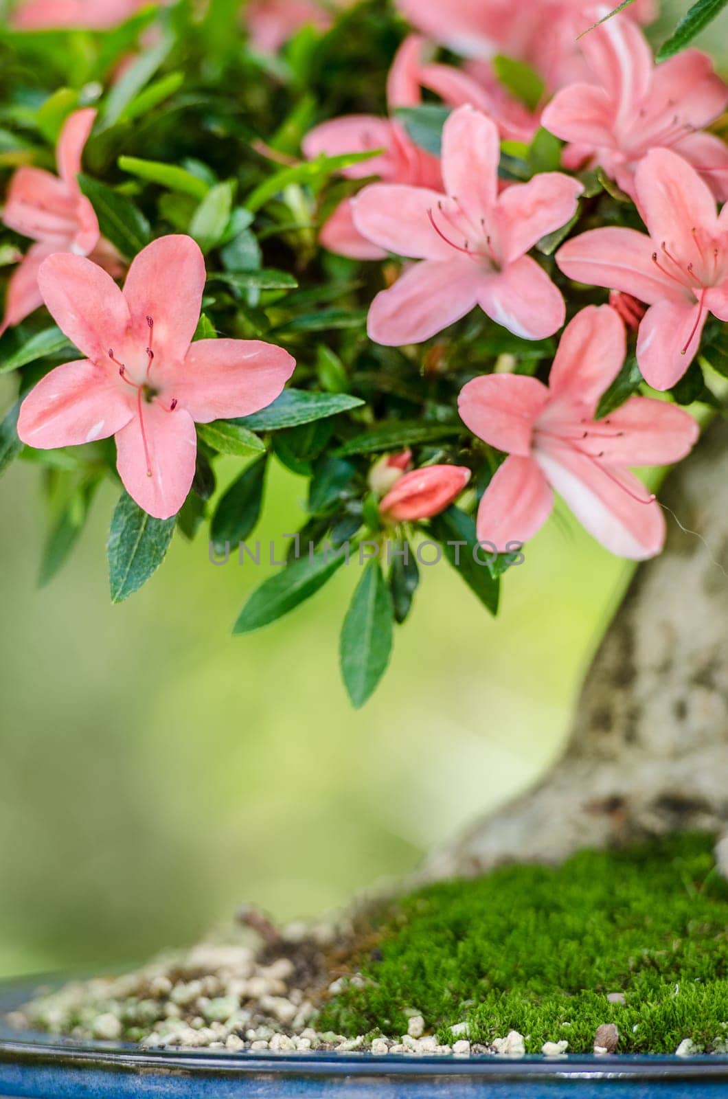 Pink flowers on a satsuki azalea (Rhododendron indicum Nikko) Bonsai tree