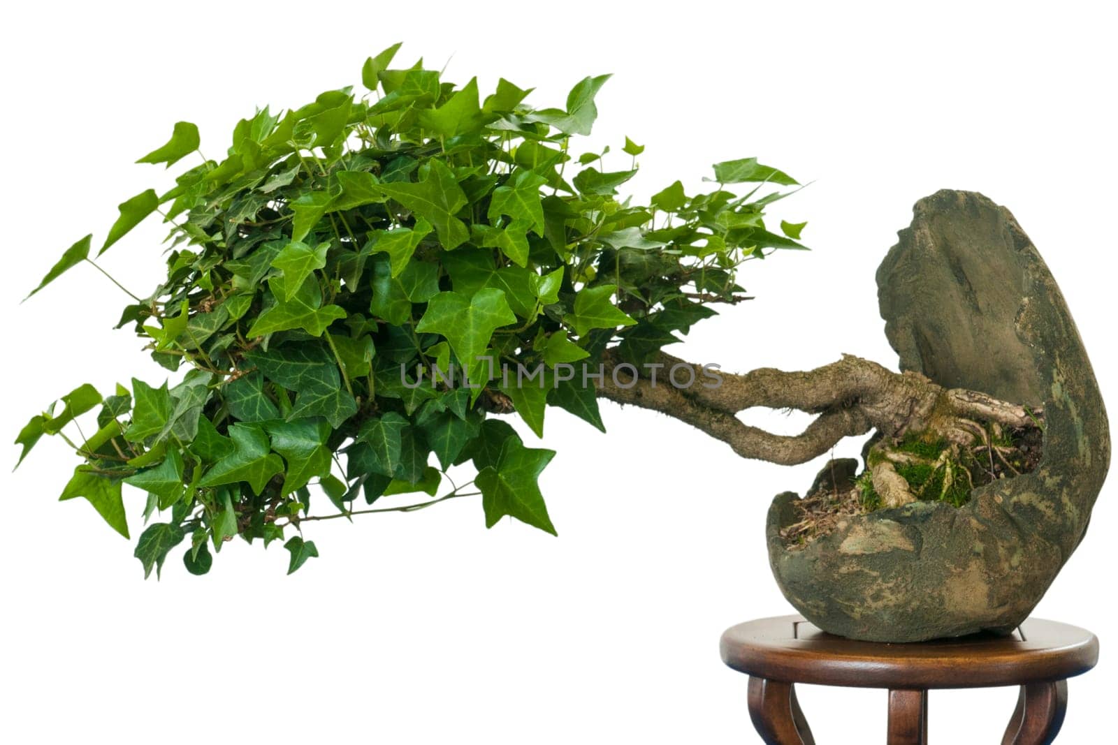 Ivy (Hedera helix) as bonsai tree in a bowl against a white background
