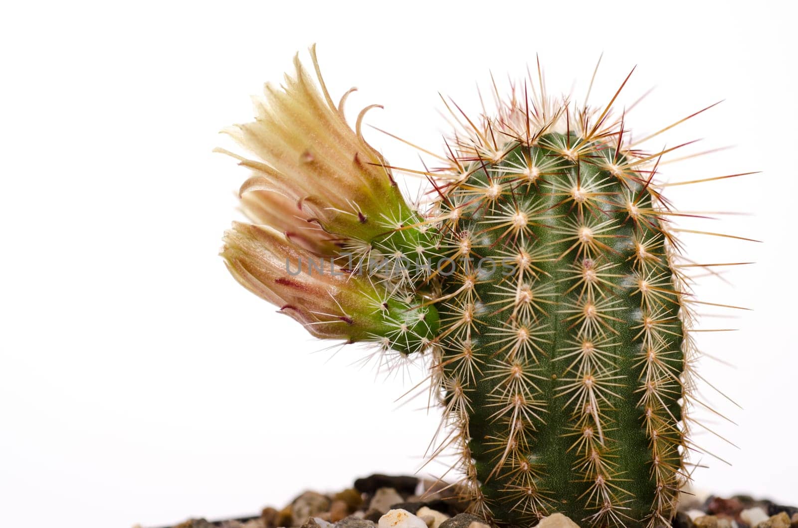 Cactus Echinocereus with yellow flower and thorns
