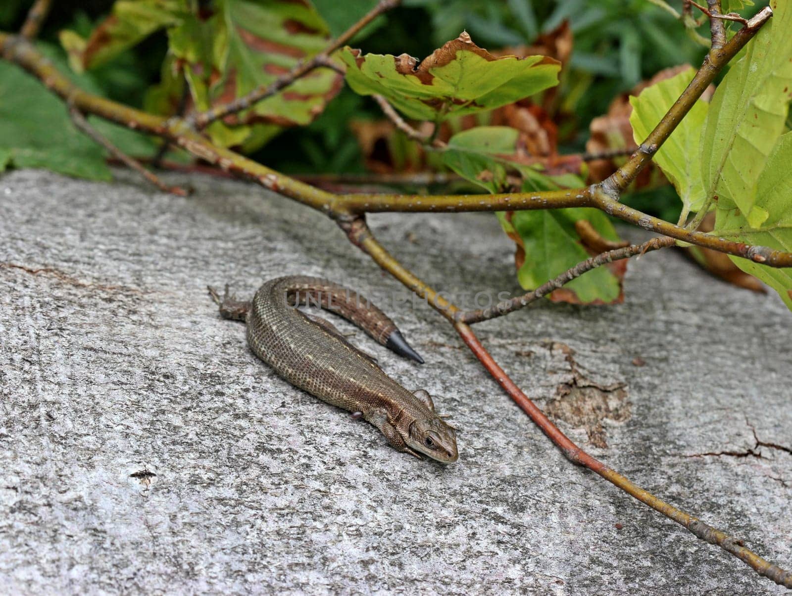 Forest lizard (Zootoca vivipara) on tree trunk