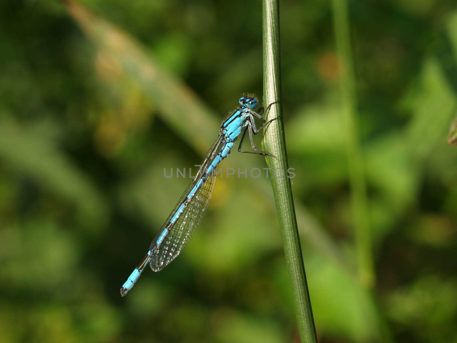 Azure damselfly