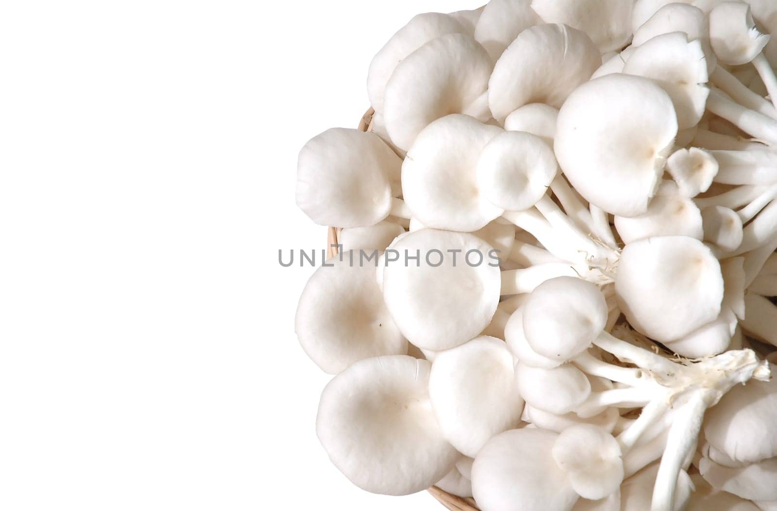 oyster mushroom