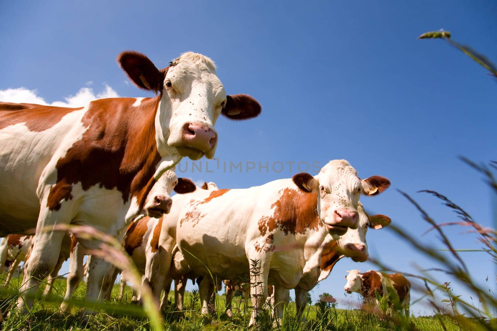 Montbéliarde cattle in the meadow