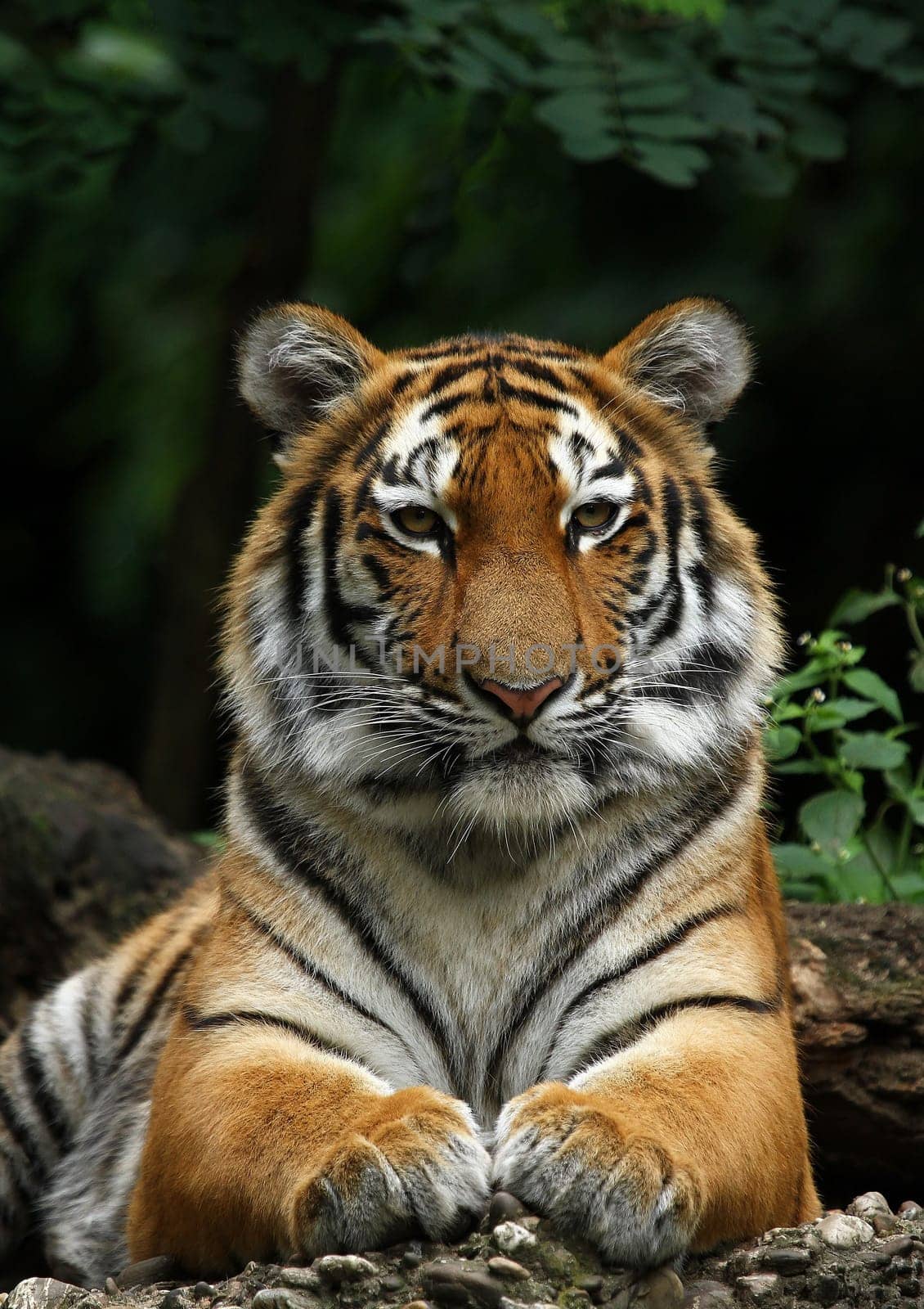 TigerPortrait