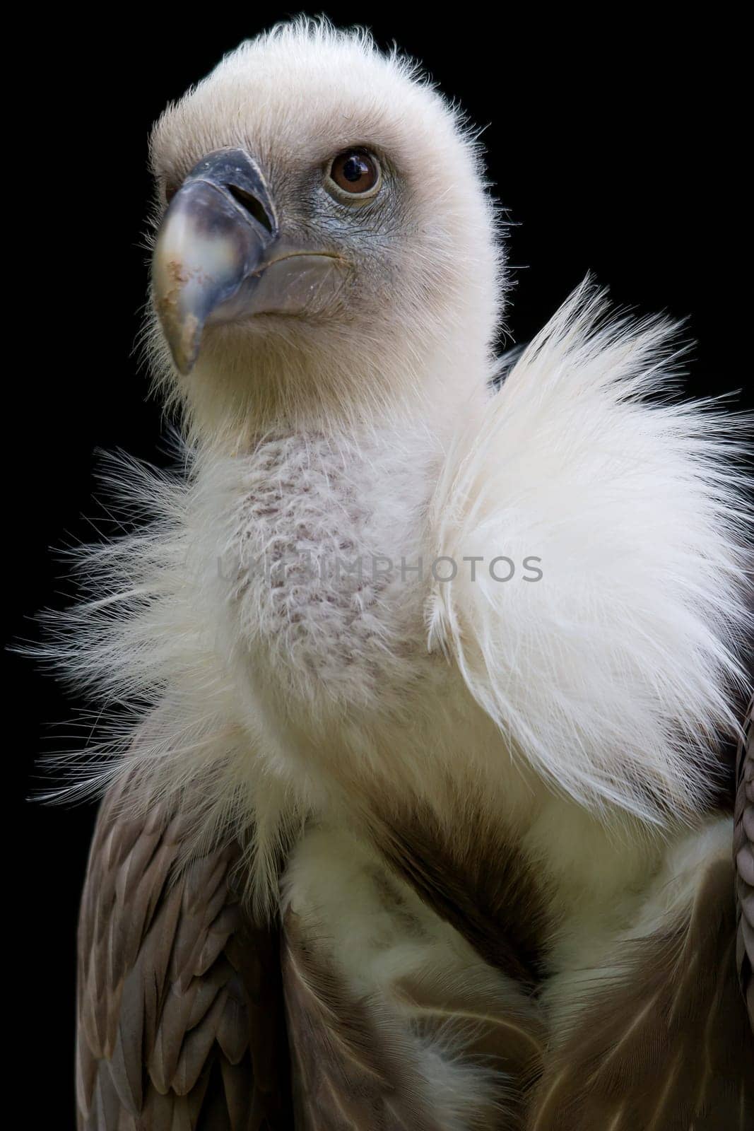 Griffon vulture