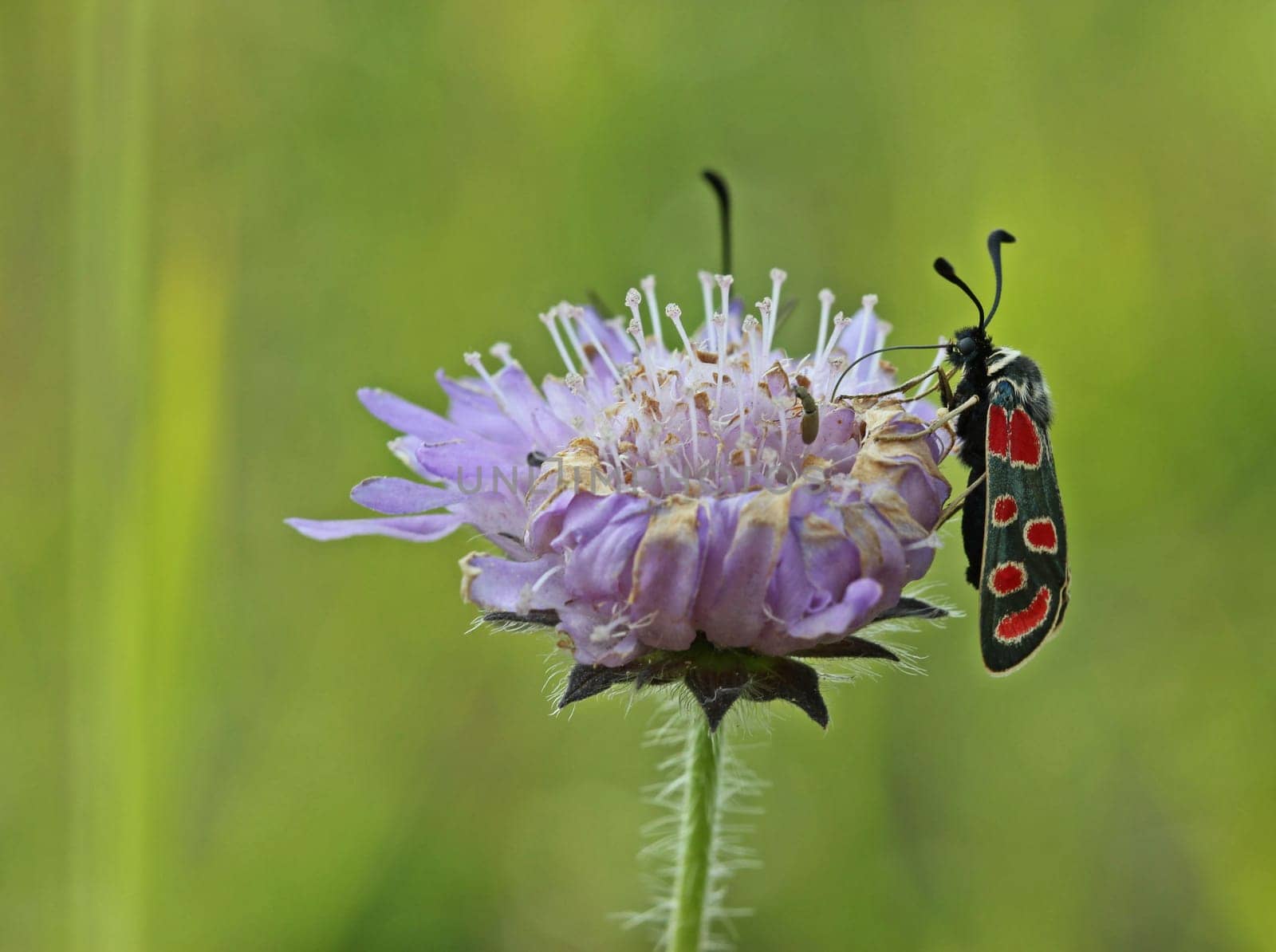 Sainfoin ram with beetle on widow flower