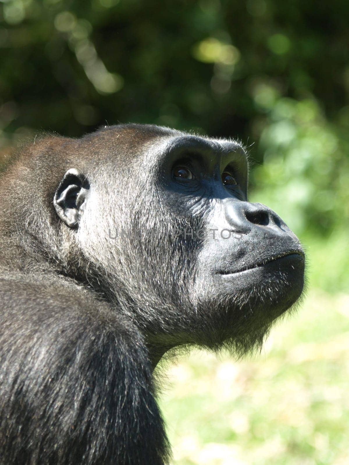 Mountain gorilla