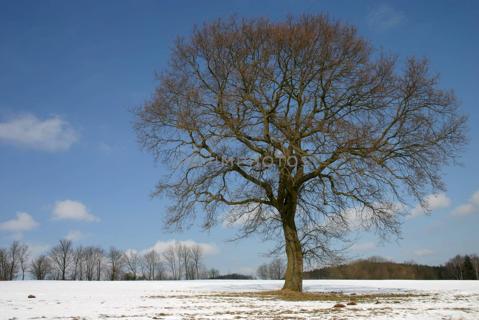 Pedunculate oak in winter