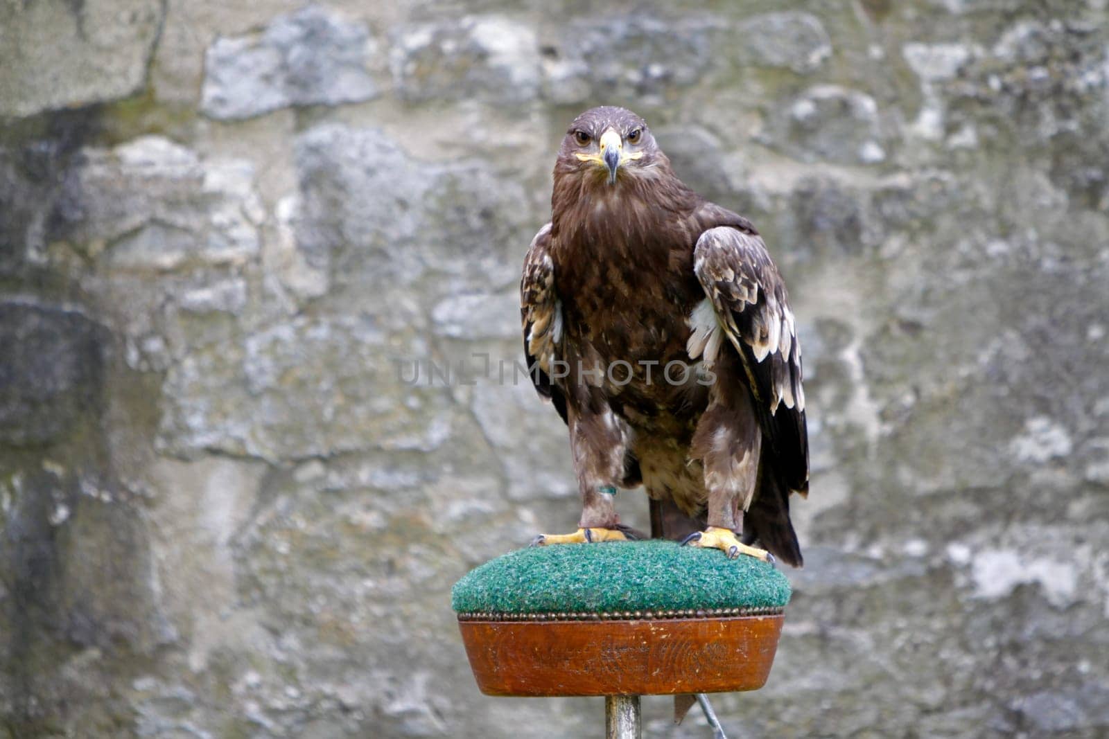 Steppe eagle