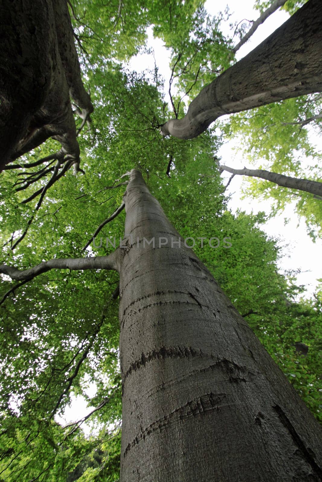 age beech forest