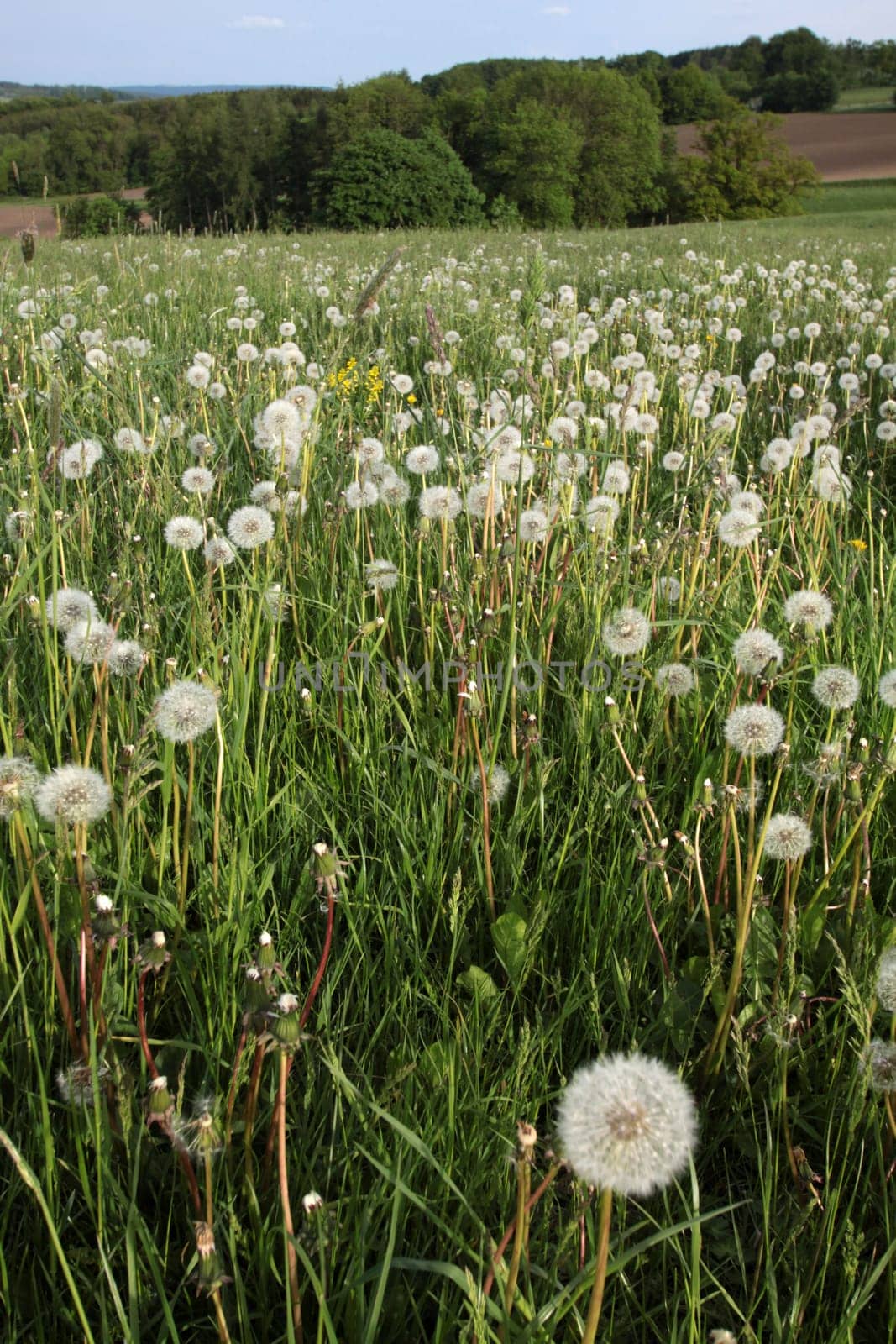 Dandelion meadow
