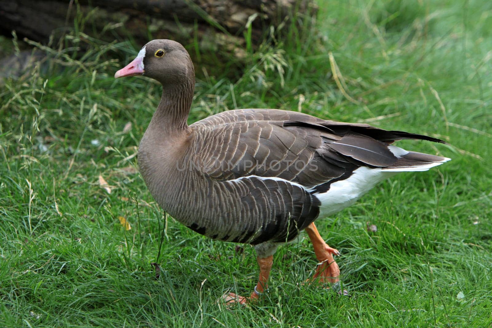 Lesser white-fronted goose