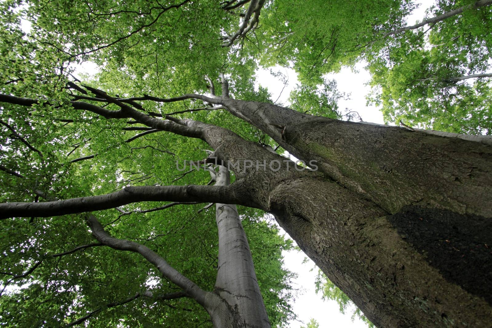 Old beech forest