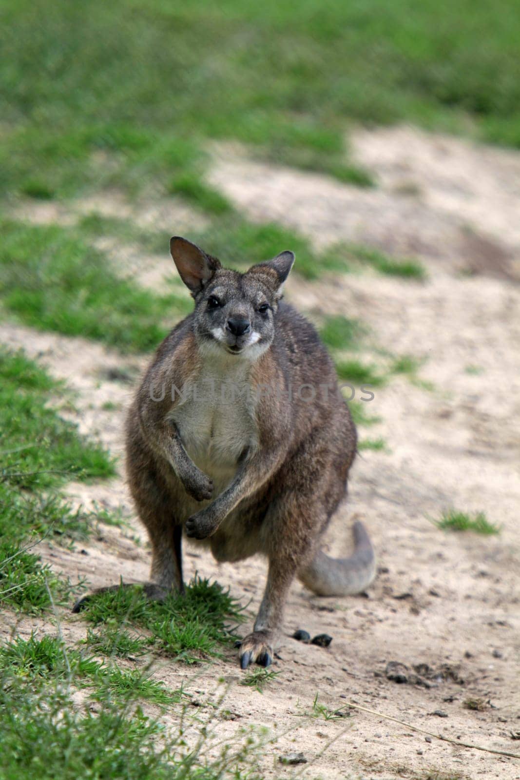 Parma kangaroo