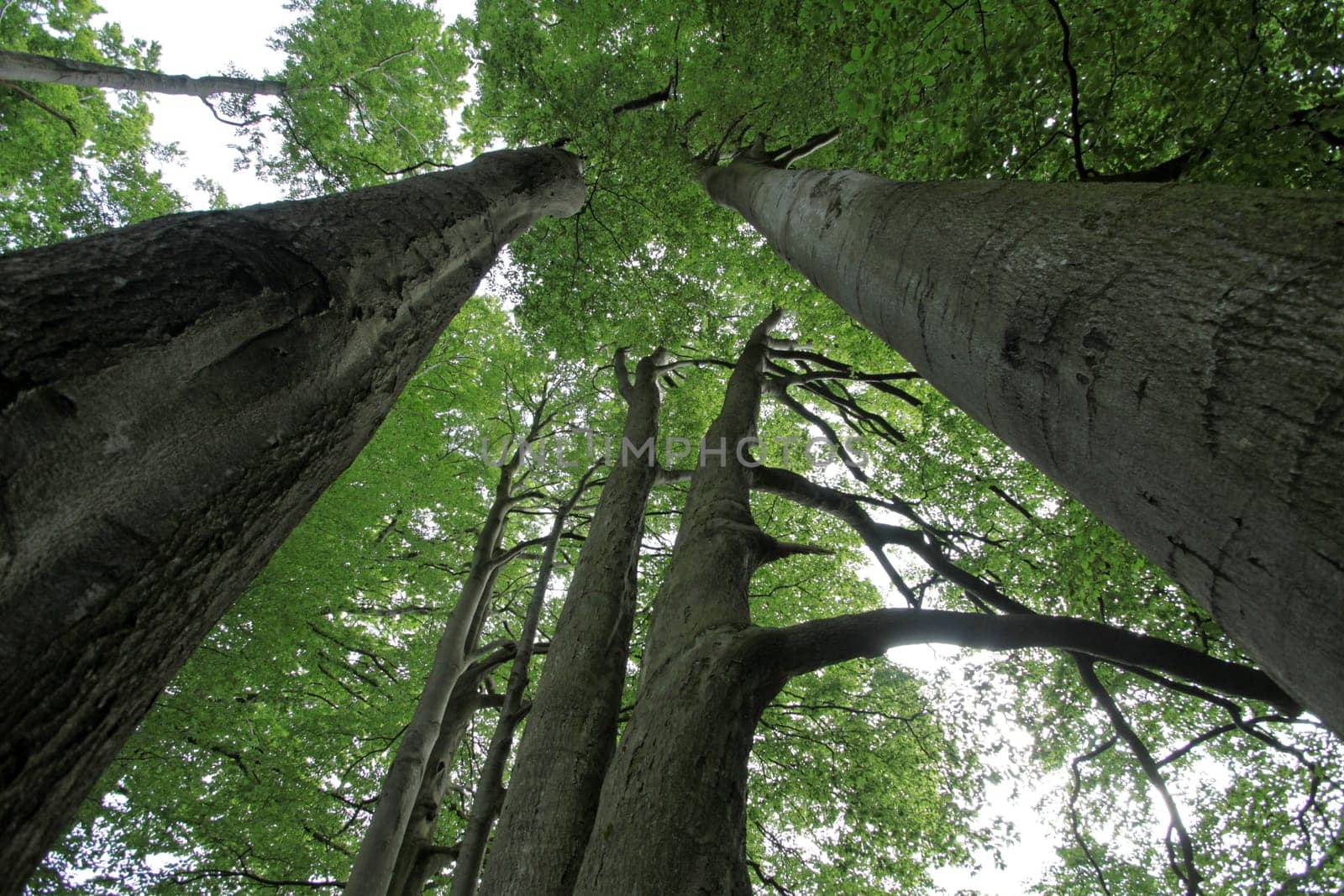 Old beech forest