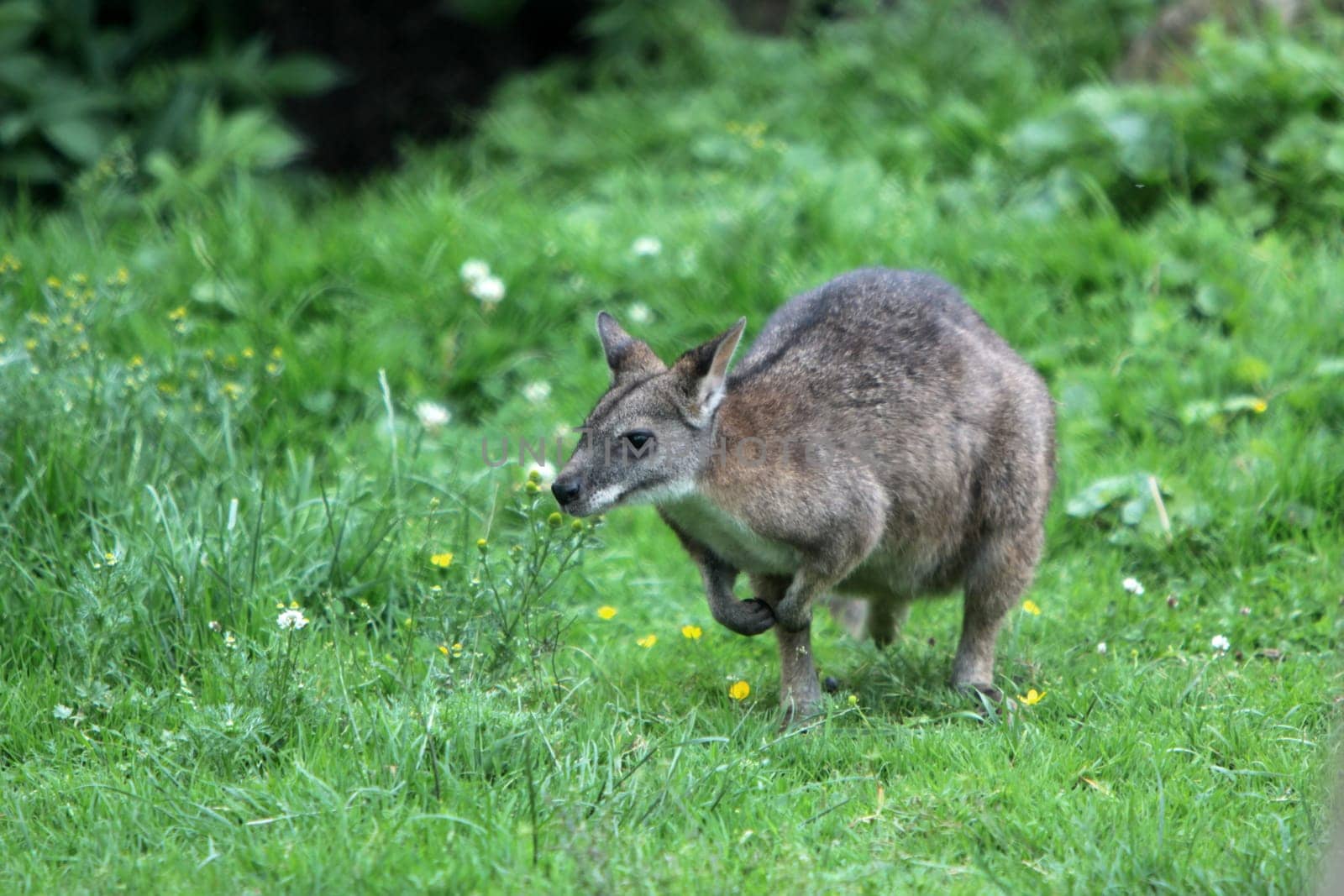 Parma kangaroo