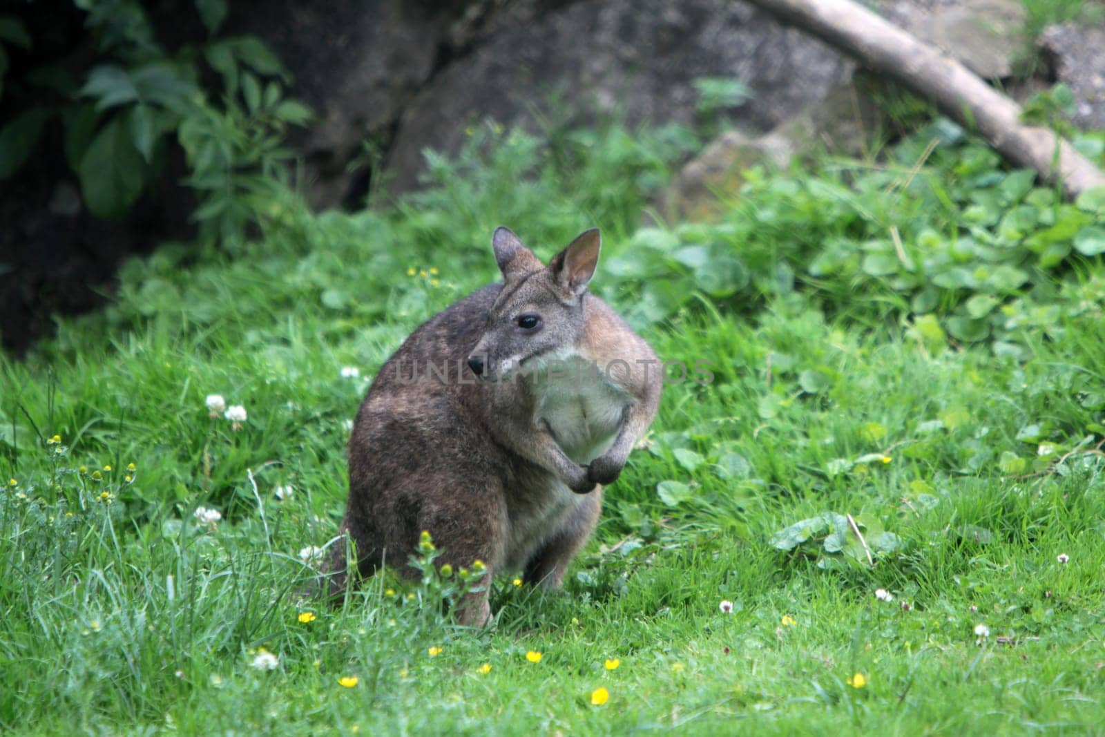 Parma kangaroo
