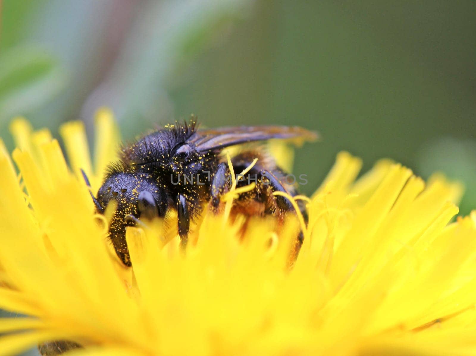Portrait of a bee (Osmia spec.) on hawkweed