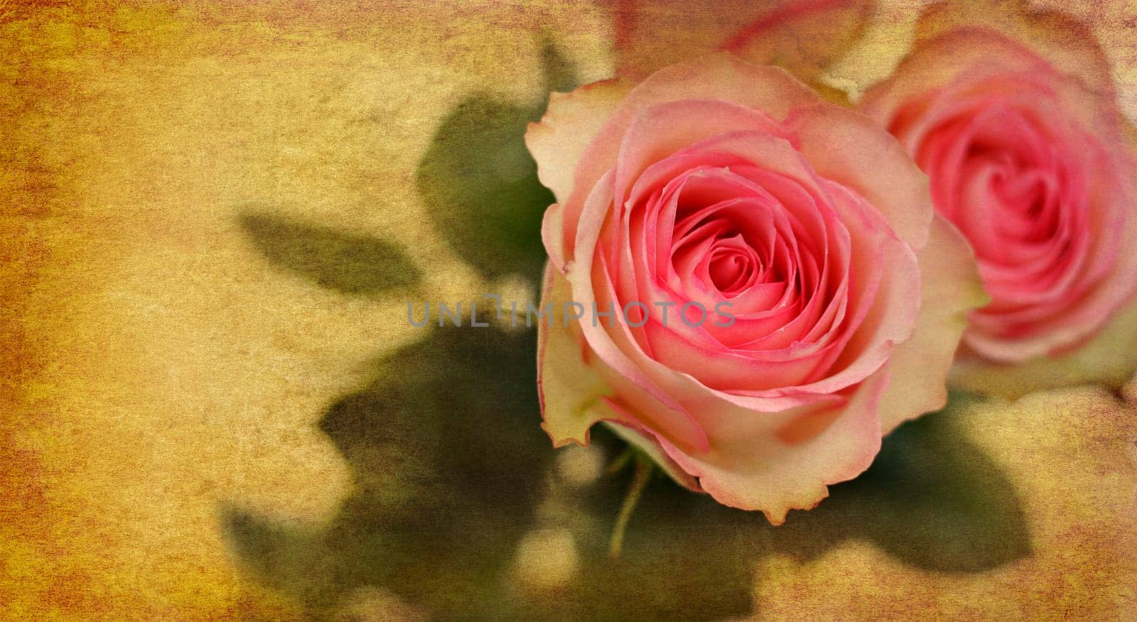 Rose petals on old paper