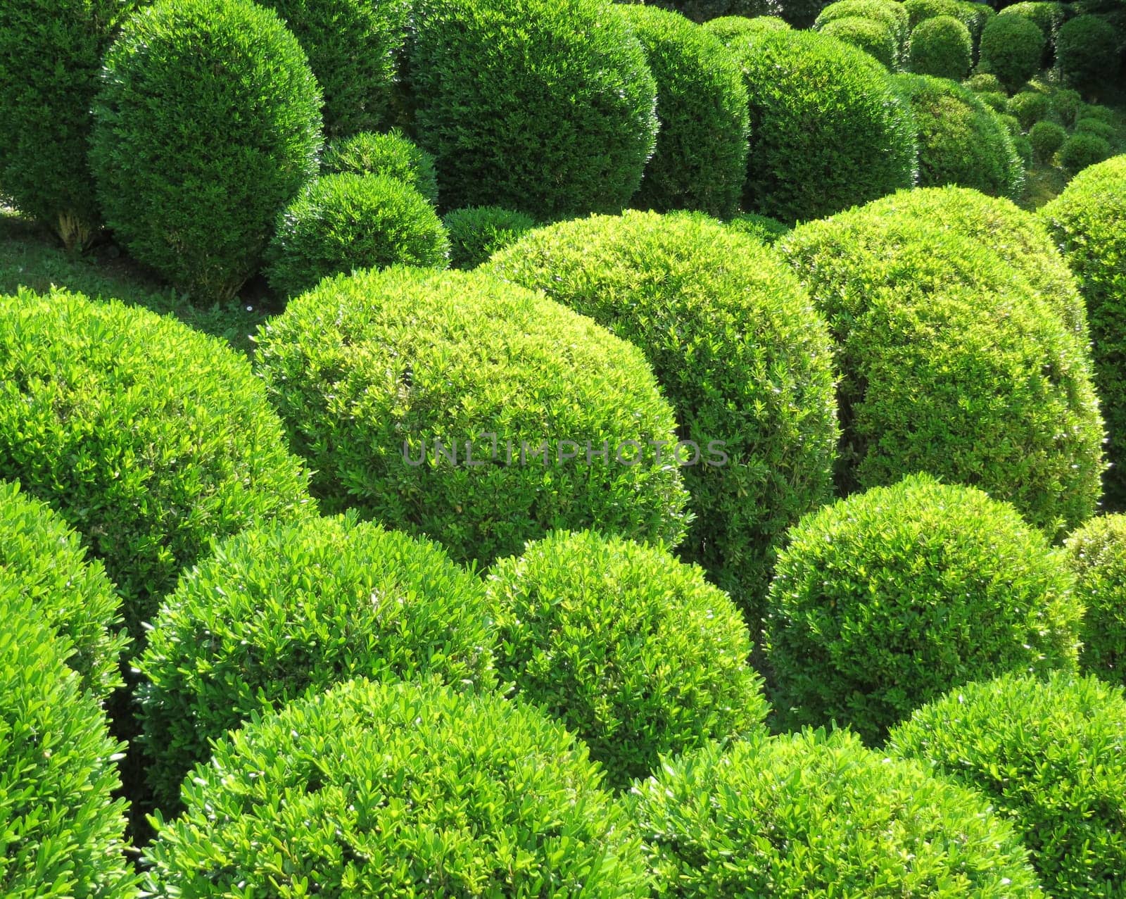 Boxwood balls - Buxus sempervirens