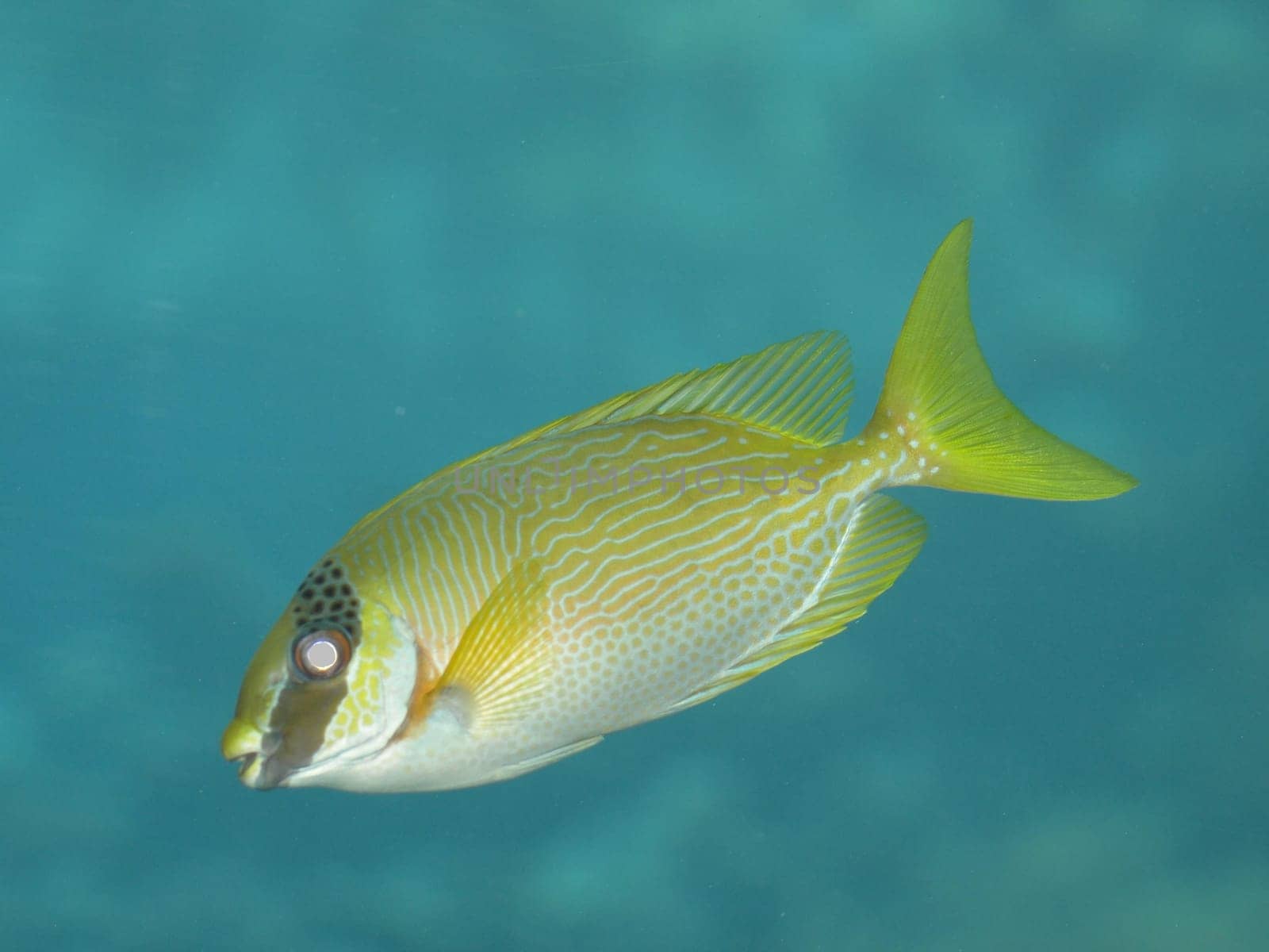 Coral fish