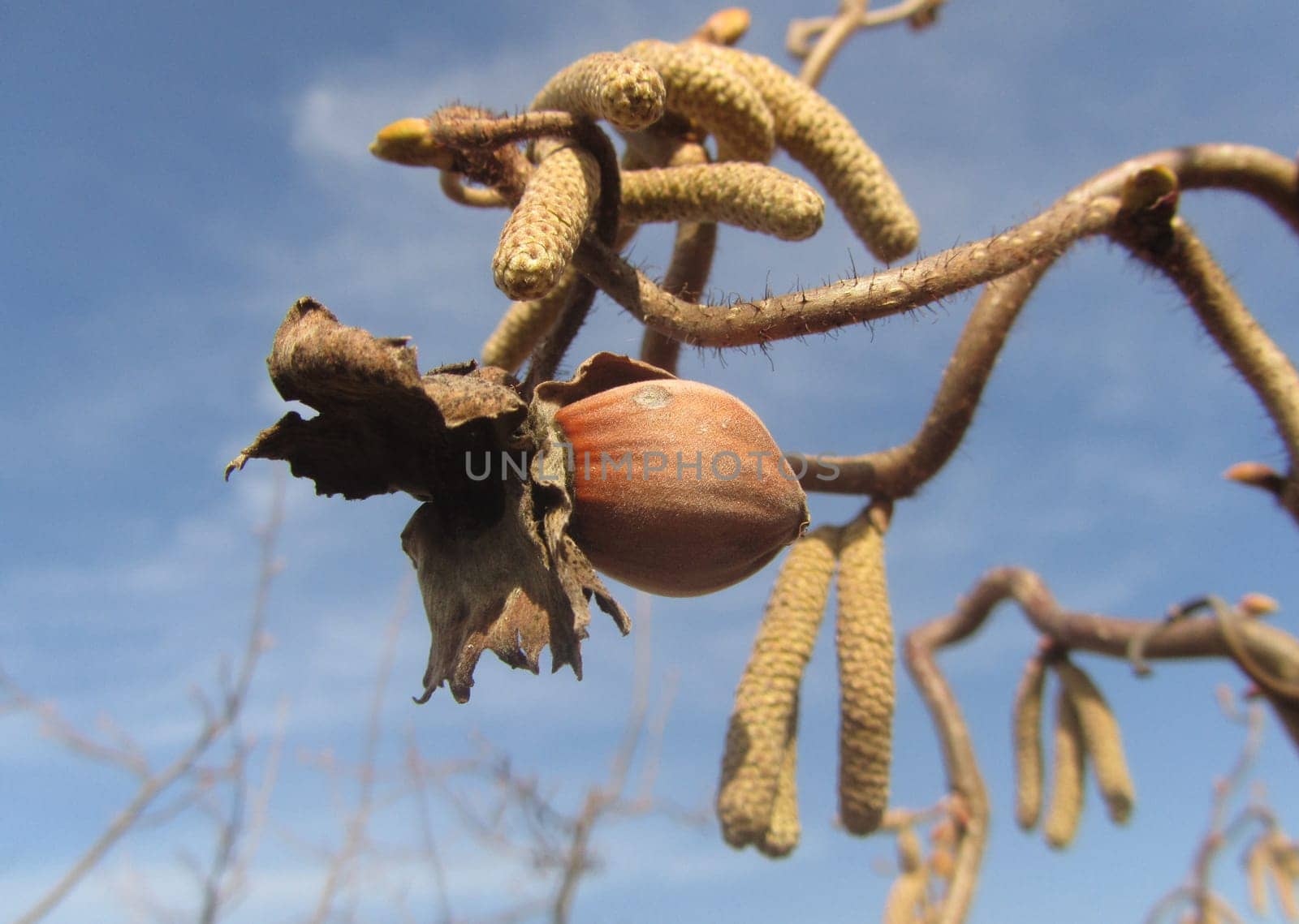 Corkscrew hazelnut - Corylus avellana - Contorta