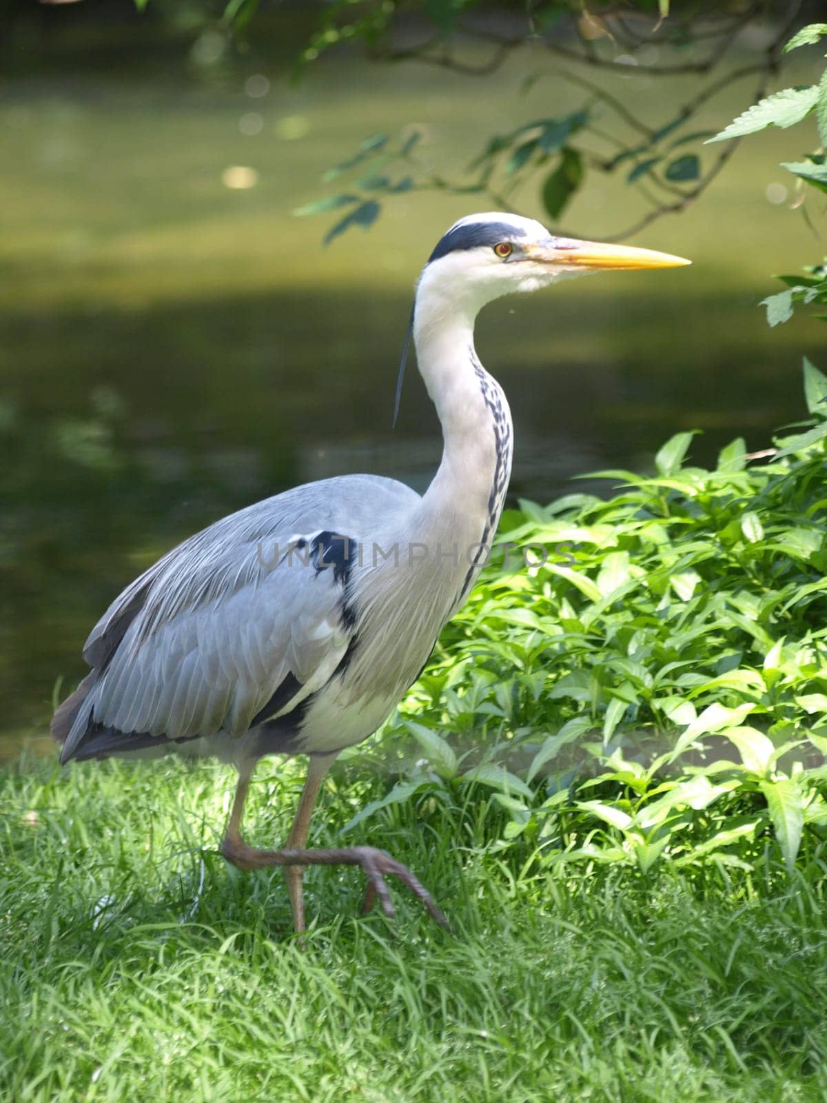 Grey heron