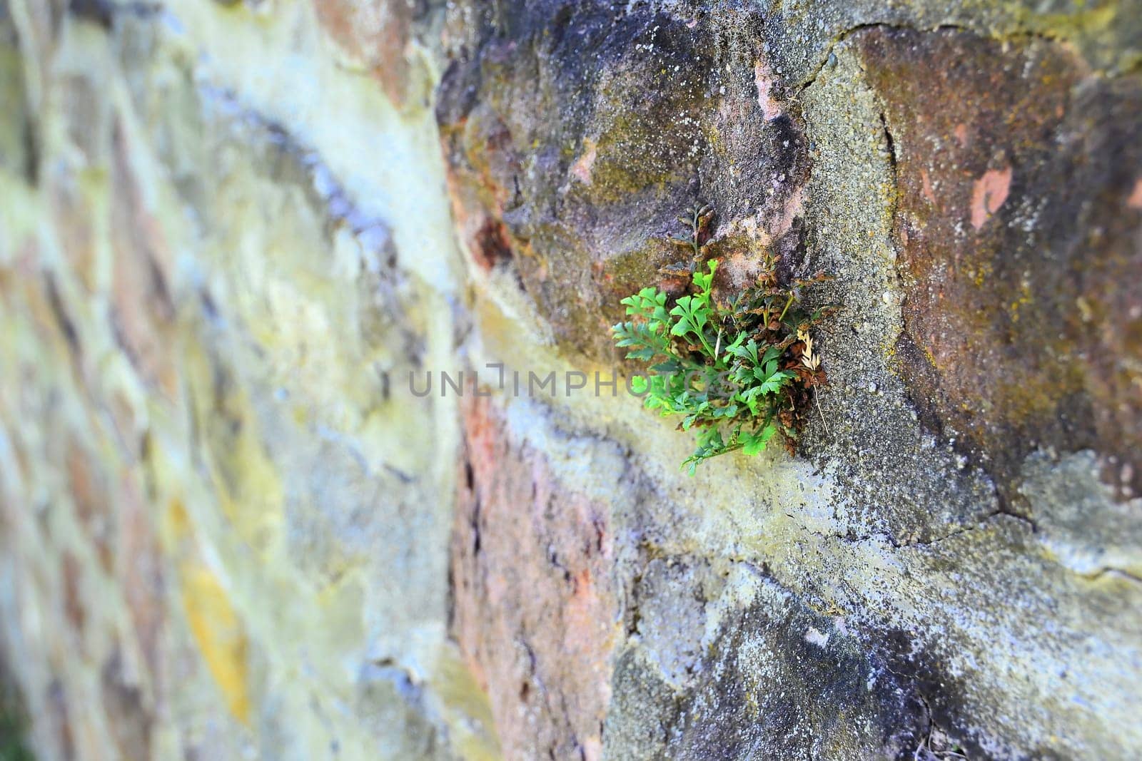 Survival of a plant on a wall