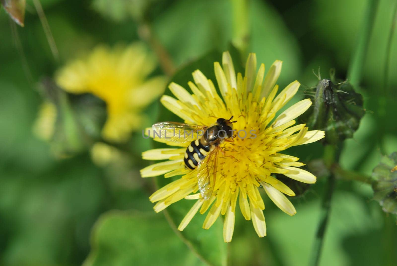 Wasp on dandelion