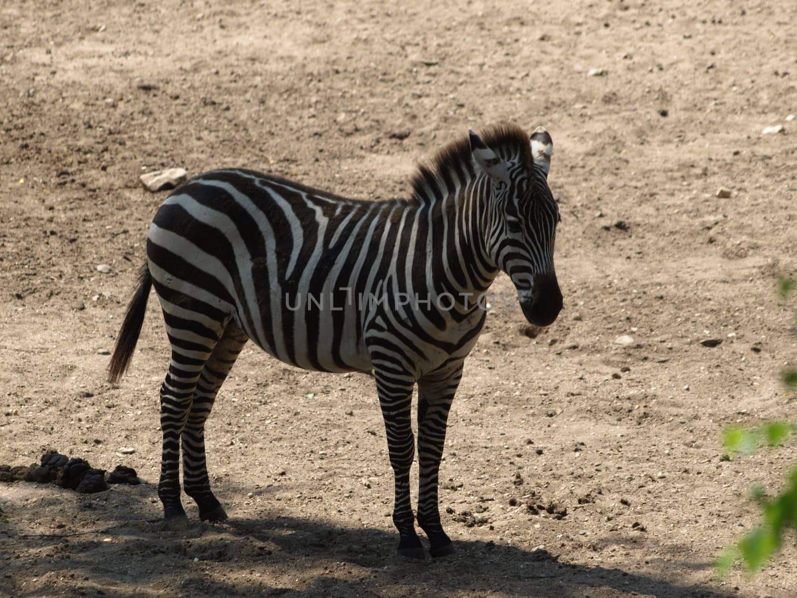 Plains zebra