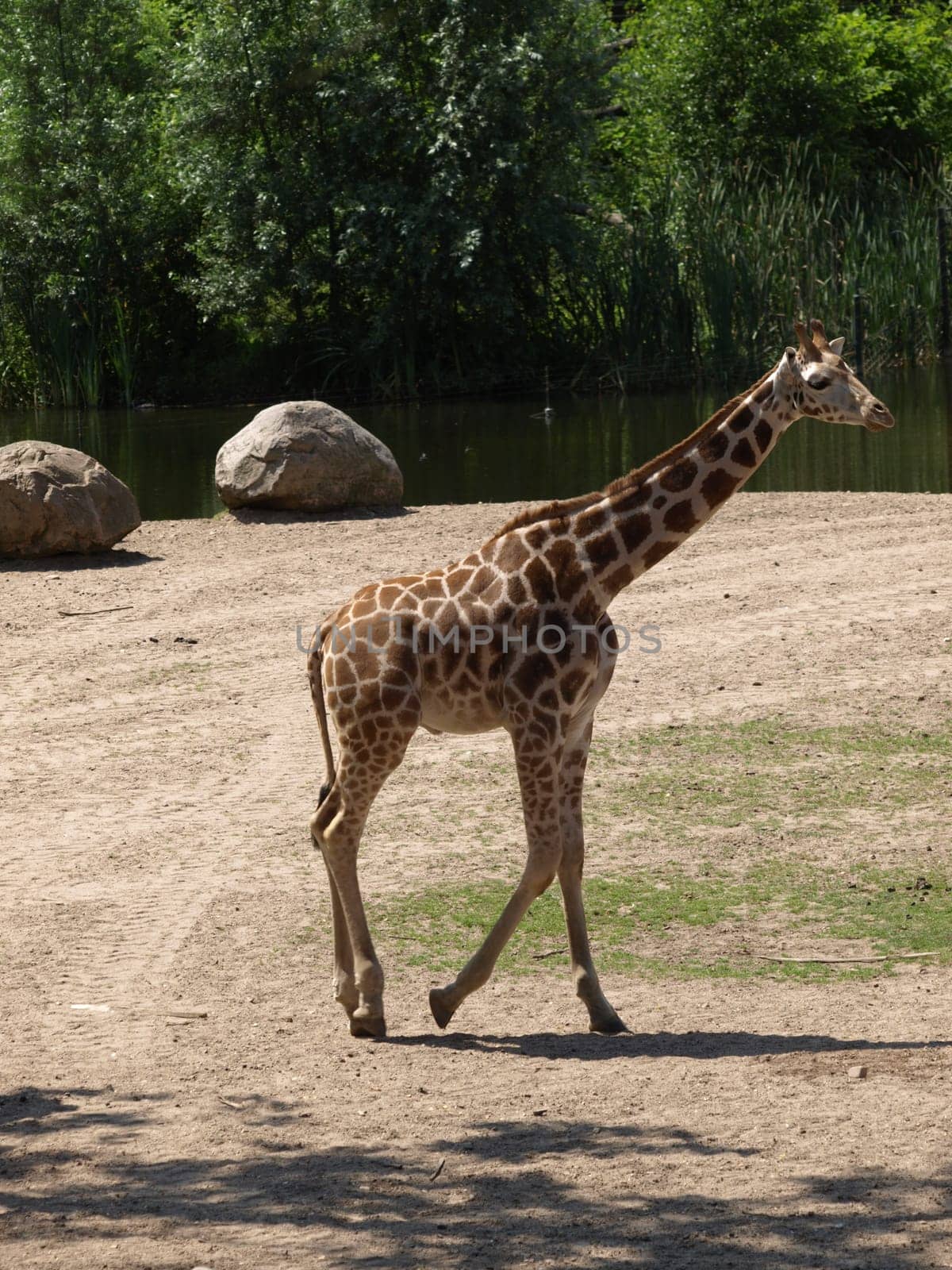 Giraffe