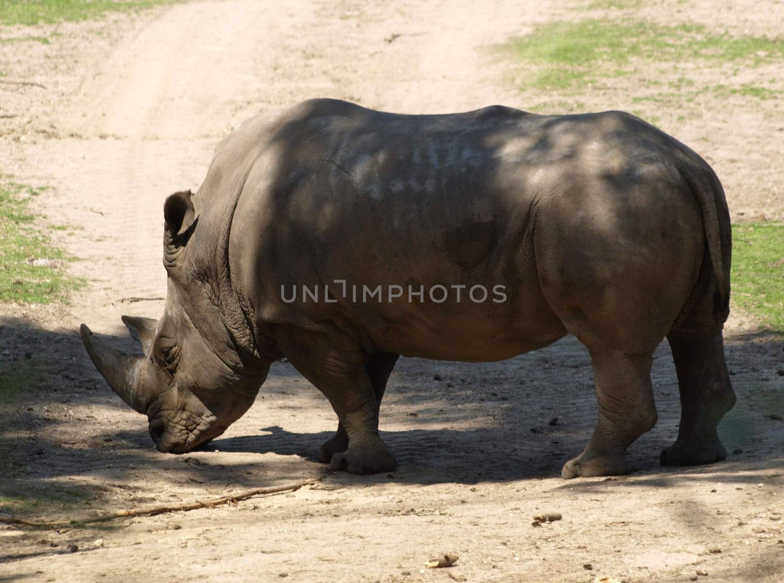 White rhinoceros