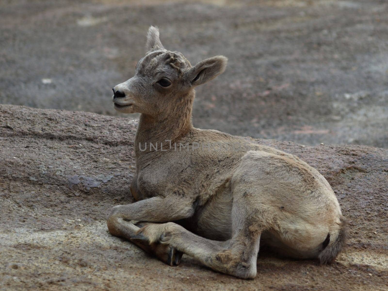 Bighorn sheep