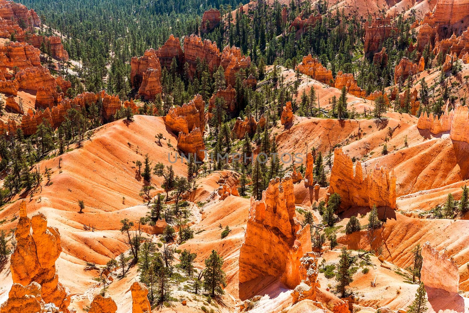 spectacular Hoodoo rock spires of Bryce Canyon, Utah, USA