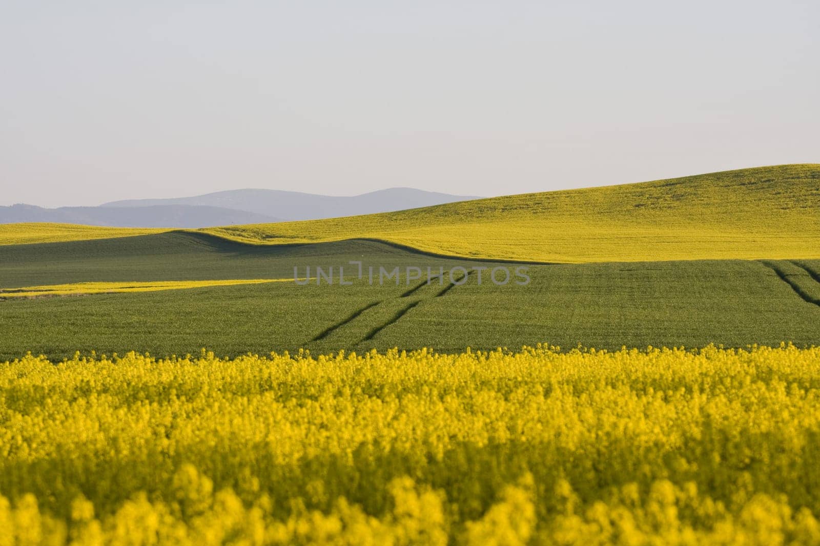 Poland Nysa yellow colza field with blue sky in background