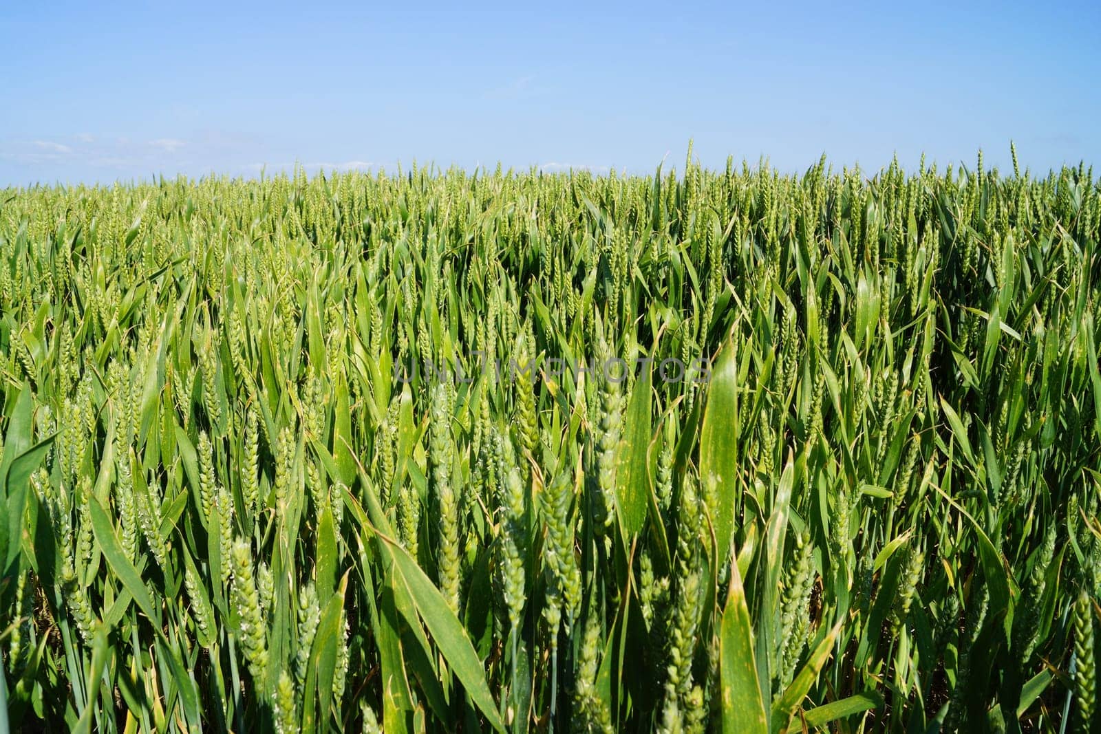 Cornfield in summer