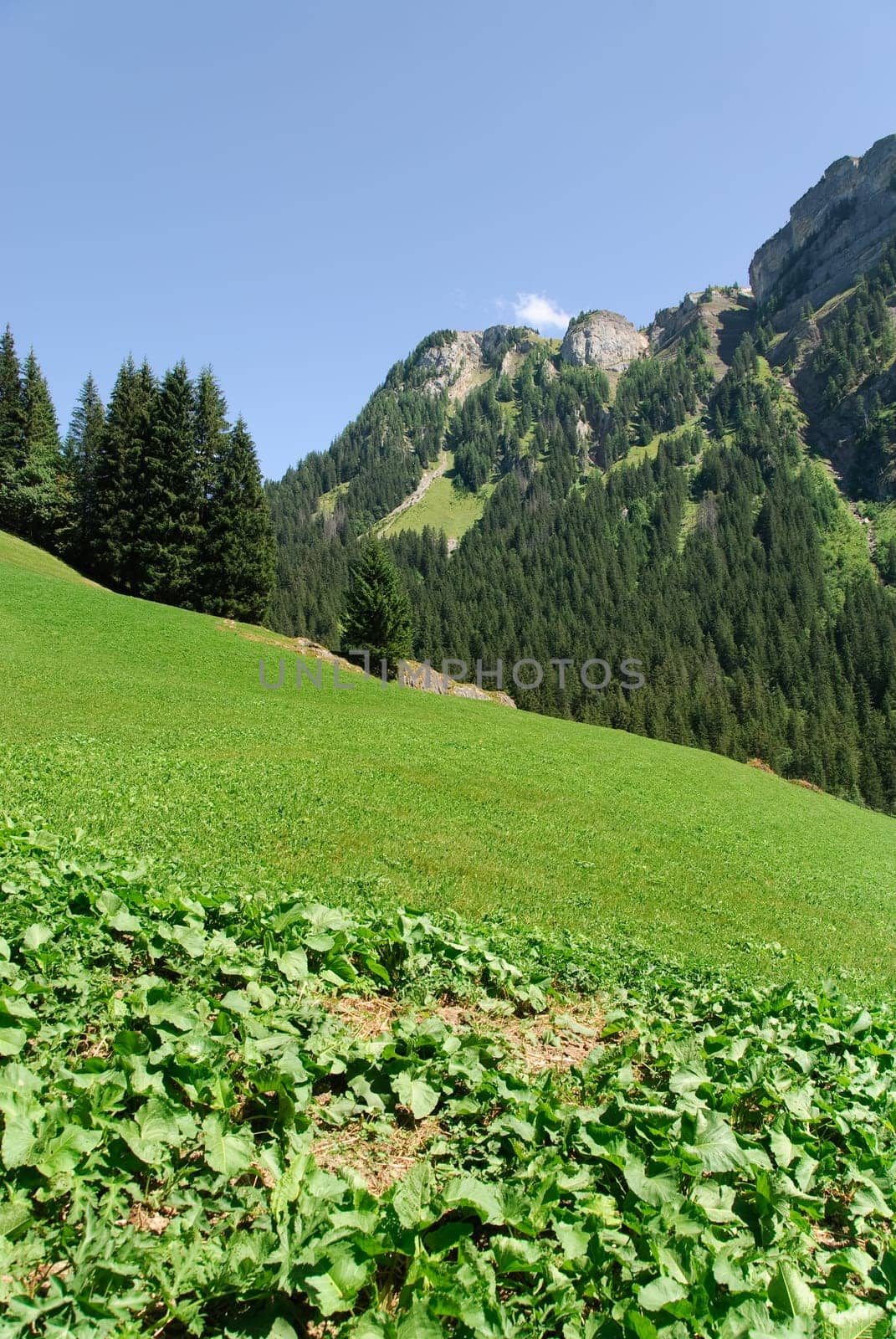 meadow and mountains in Switzerland