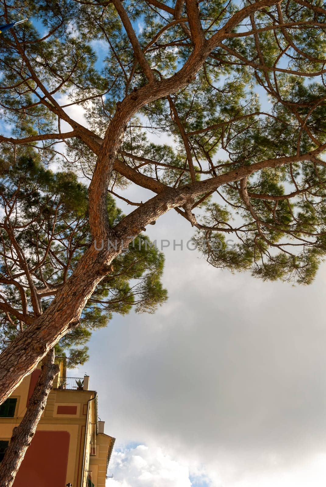 maritime pine in the village of Camogli