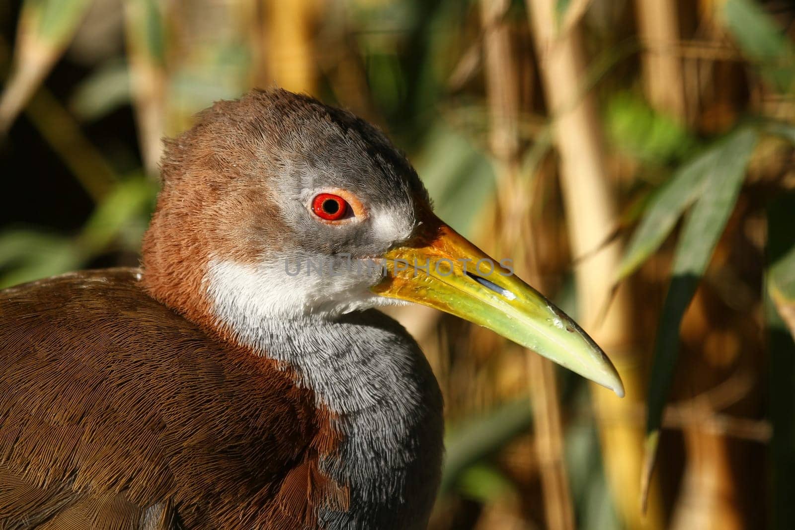 Giant forest rail (Ypecaha rail)