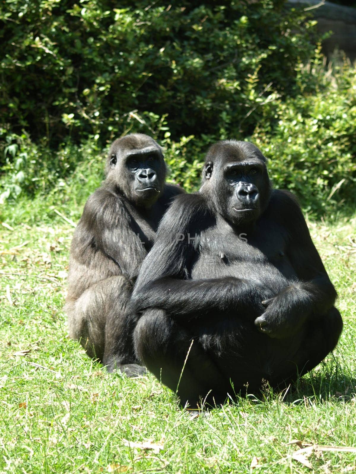 Mountain gorilla