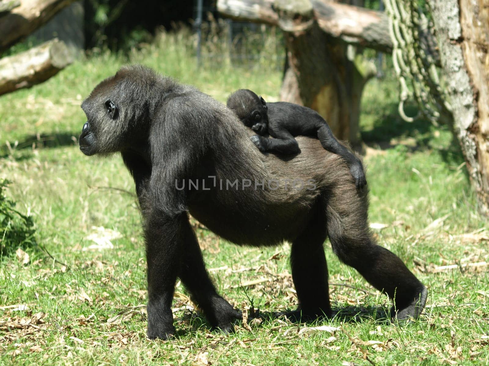 Mountain gorilla